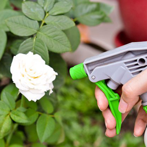 better-homes-supplies-image-spraying-flower